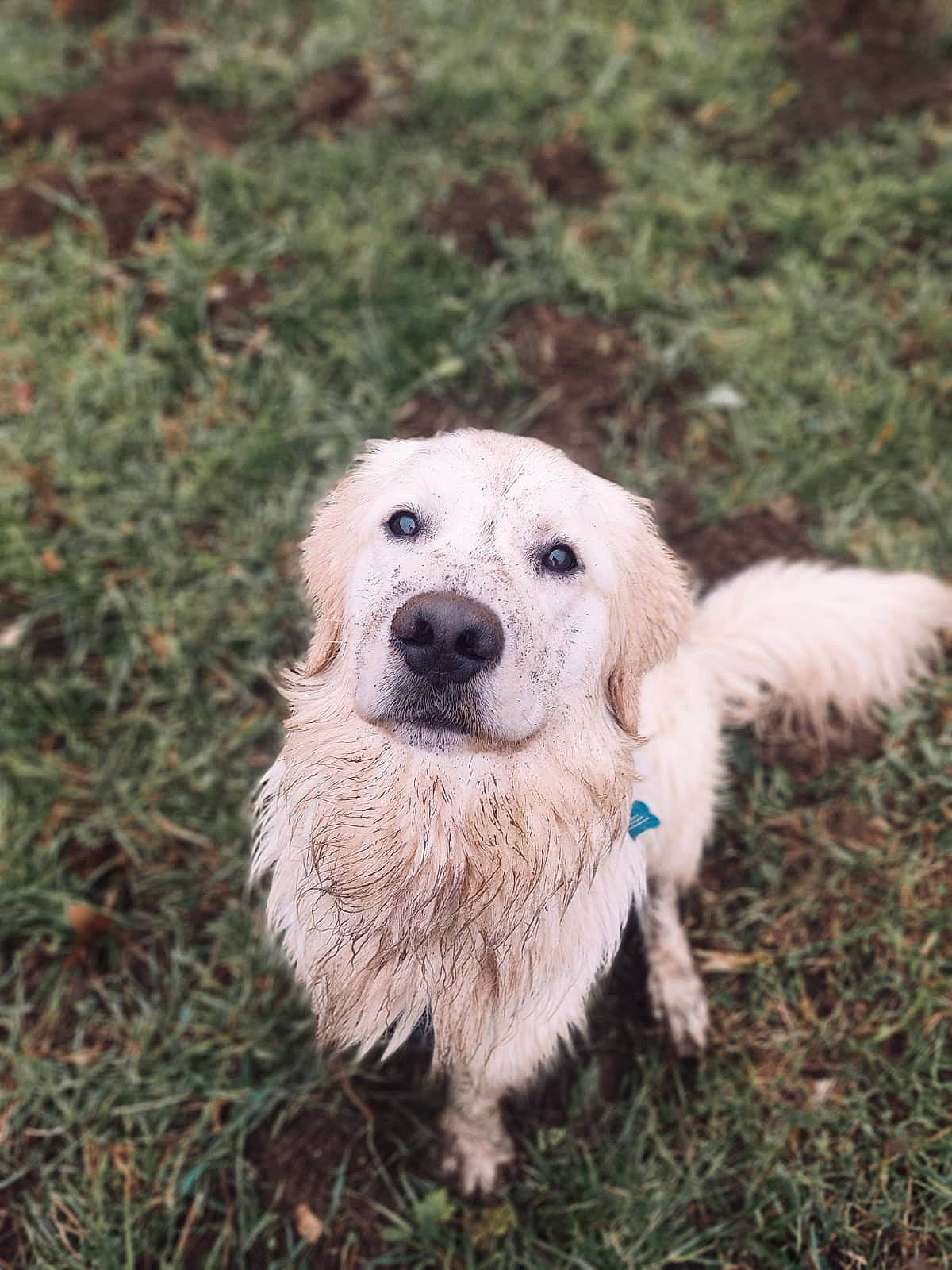 Milky participe au concours pour gagner de l'argent avec cette photo : ancient_dog_breeds, canidae, carnivore, companion_dog, dog, dog_breed, fawn, fur, grass, labrador_retriever, plant, polish_tatra_sheepdog, puppy, small_greek_domestic_dog, snout, soil, sporting_group, terrestrial_animal, whiskers