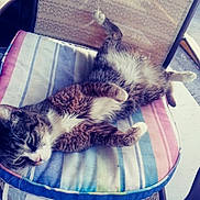 Tiger joined the competition — help win amazing prizes! animal, cat, chair, comfortable, daylight, feline, fur, home, lazy, outdoor, pattern, paws, pet, relaxing, resting, seat, striped, striped_cushion, texture, white_paws