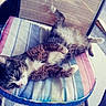 animal, cat, chair, comfortable, daylight, feline, fur, home, lazy, outdoor, pattern, paws, pet, relaxing, resting, seat, striped, striped_cushion, texture, white_paws