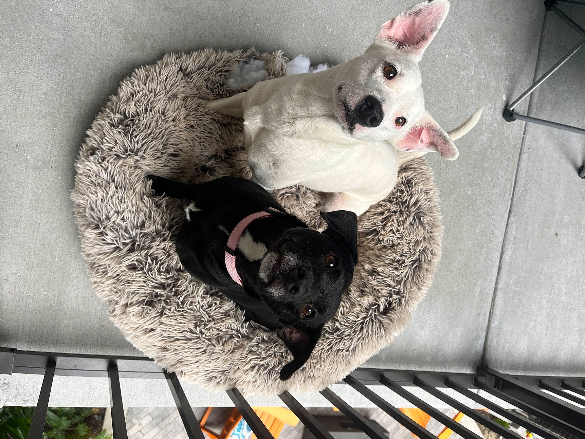 Luke joined the competition — help win amazing prizes! carnivore, comfort, companion_dog, couch, dog, dog_breed, dog_supply, fawn, felidae, fur, grey, mammal, pet_supply, plant, sporting_group, tail, toy_dog, vertebrate, whiskers, working_animal