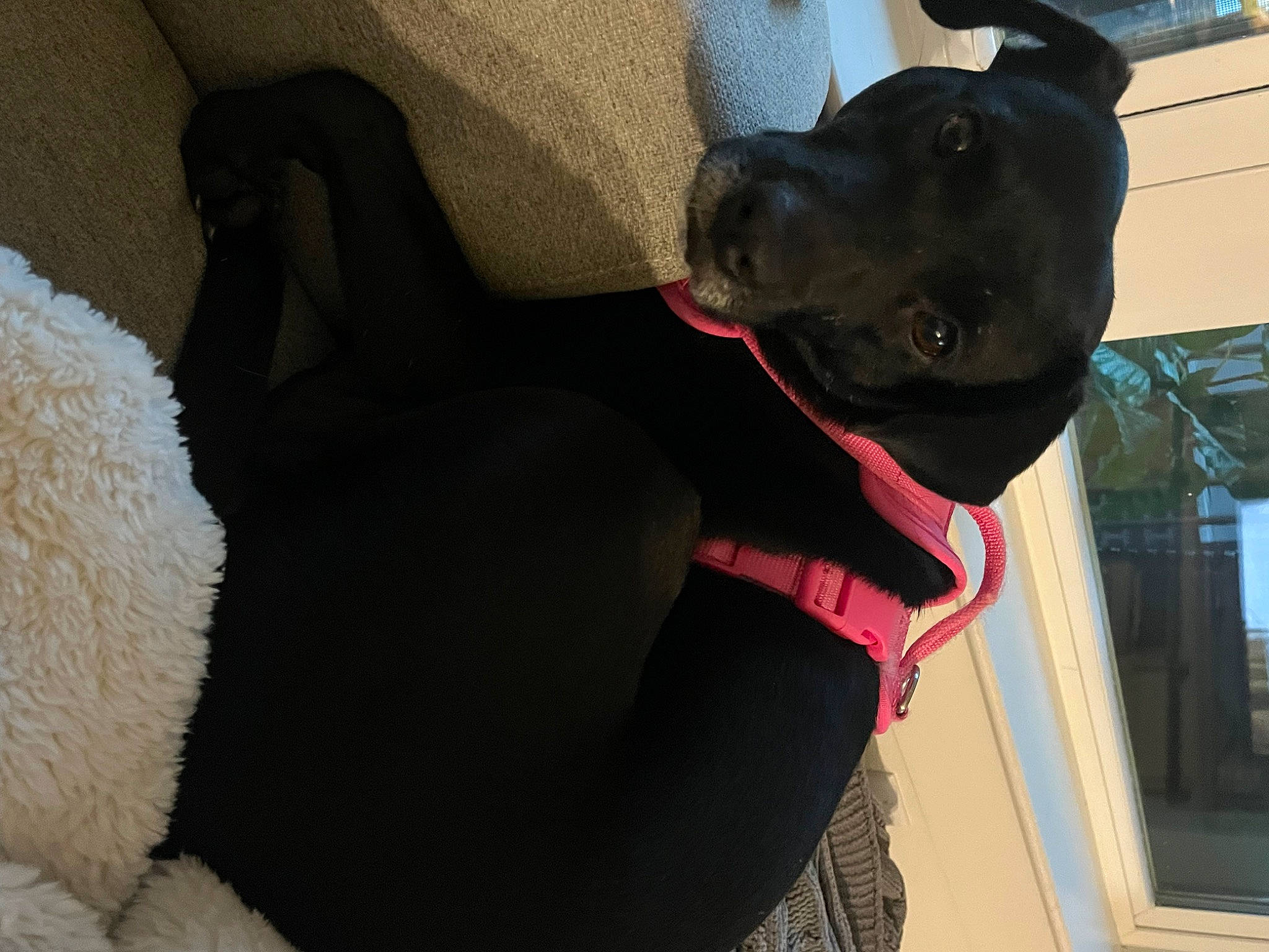 Leia is registered to the contest to win money with this photo: borador, canidae, carnivore, collar, comfort, companion_dog, dog, dog_breed, dog_collar, dog_supply, fawn, fur, guard_dog, leash, personal_protective_equipment, pet_supply, snout, sporting_group, window, working_animal