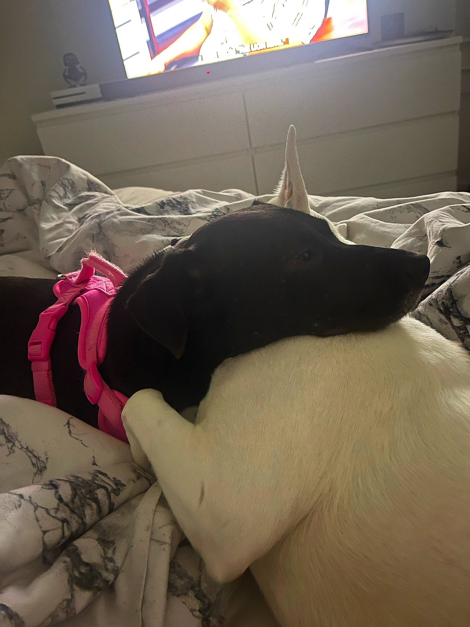 Leia joined the competition — help win amazing prizes! arm, art, carnivore, comfort, dog, dog_breed, elbow, finger, flooring, hand, human_body, human_leg, knee, leg, nail, sleeve, tattoo, textile, thigh, wrist