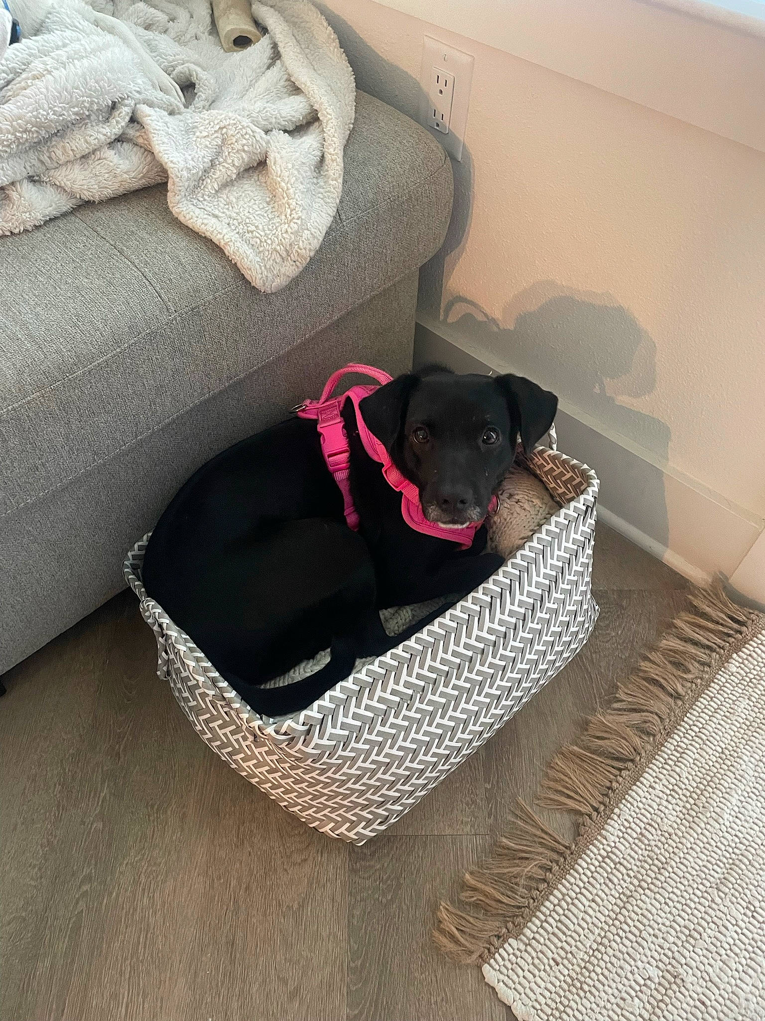 Leia is registered to the contest to win money with this photo: bag, canidae, carmine, carnivore, collar, comfort, companion_dog, dog, dog_breed, dog_supply, fashion_accessory, fawn, flooring, grey, liver, pet_supply, snout, sporting_group, tints_and_shades, working_animal