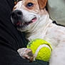Wilo participe au concours pour gagner de l'argent avec cette photo : dog, pet, tennis_ball, couch, pillow, close_up, smile, teeth, paw, indoor, playful, resting, fur, brown_white, canine, animal, portrait, companion, relaxing, toy