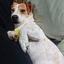 Wilo participe au concours pour gagner de l'argent avec cette photo : dog, jack_russell, pet, tennis_ball, paws, couch, pillow, blanket, white_fur, brown_spots, snout, ears, relaxed, lying_on_back, indoor, human_leg, closeup, looking_at_camera, playful, sleepy