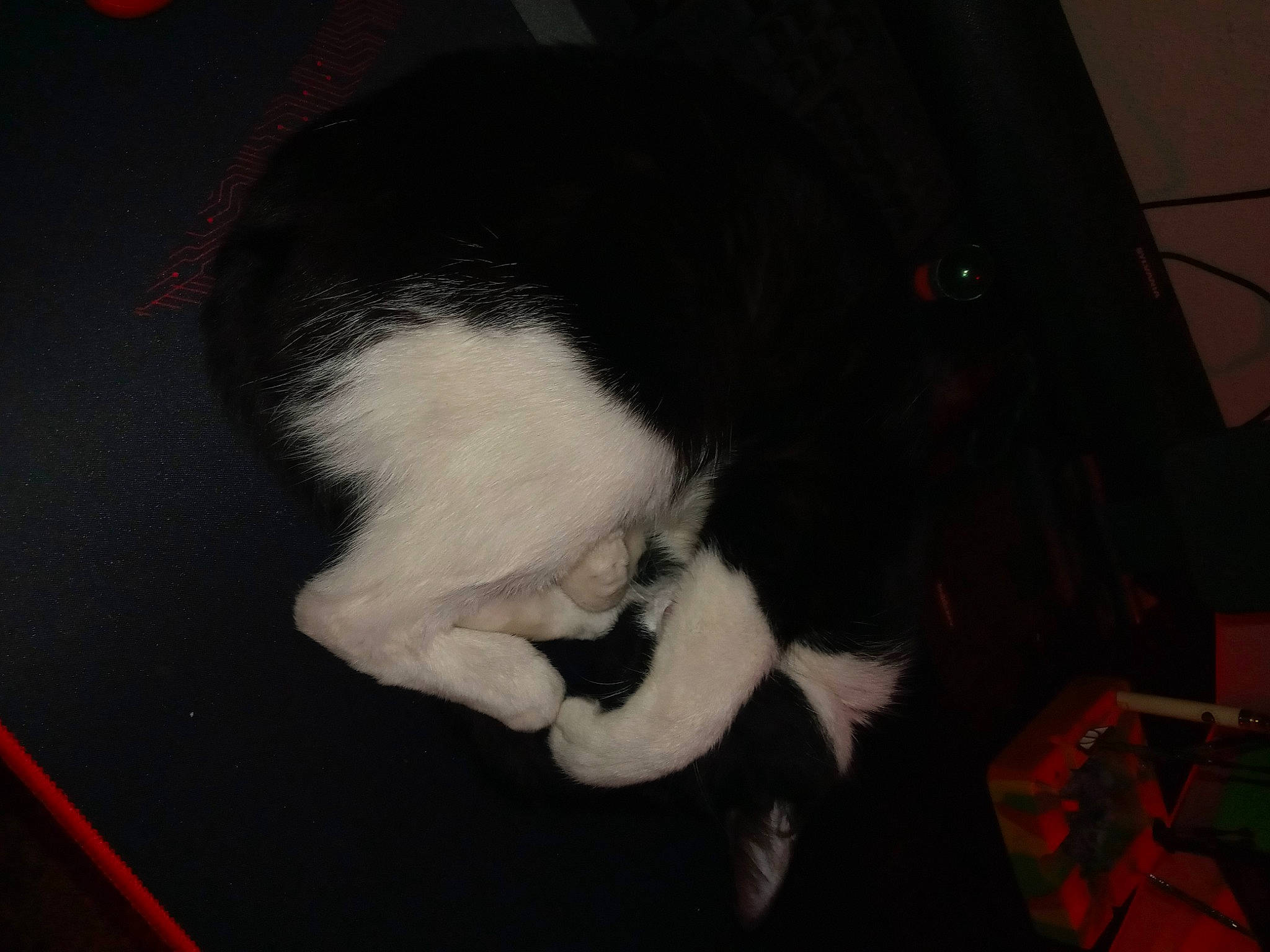 Fidget is registered to the contest to win money with this photo: canidae, carnivore, cat, claw, comfort, companion_dog, darkness, dog_breed, domestic_short_haired_cat, felidae, flooring, fur, nap, room, small_to_medium_sized_cats, snout, sporting_group, tail, whiskers, wood