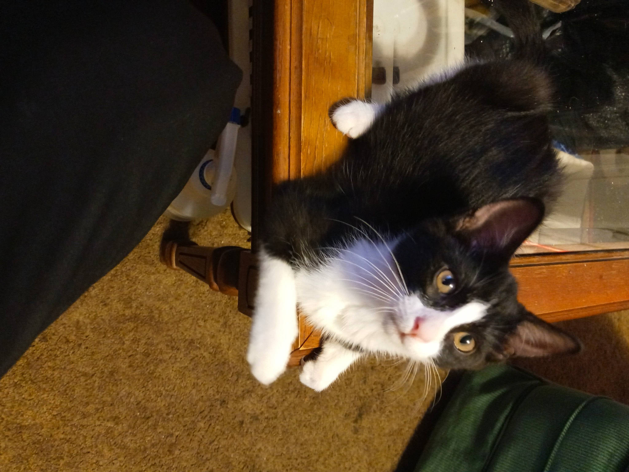 Fidget joined the competition — help win amazing prizes! black_cat, box, carnivore, cat, claw, domestic_short_haired_cat, felidae, flooring, foot, fur, hardwood, lap, paw, small_to_medium_sized_cats, tail, whiskers, wood