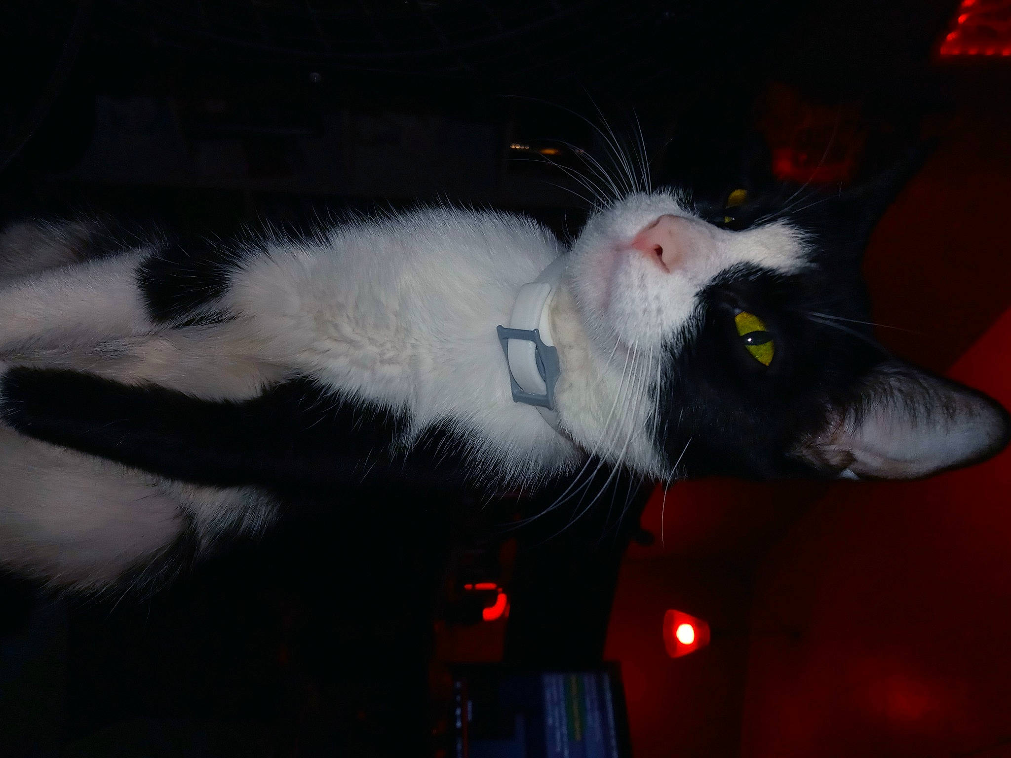 Fidget joined the competition — help win amazing prizes! black_cat, canidae, carmine, carnivore, cat, claw, darkness, dog_breed, domestic_short_haired_cat, felidae, fur, grey, small_to_medium_sized_cats, tail, whiskers