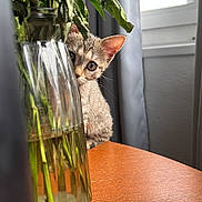 Bella participe au concours pour gagner de l'argent avec cette photo : cat, kitten, animal, pet, face, eyes, ears, whiskers, fur, peeking, curious, hiding, vase, flowers, plants, leaves, glass, wooden_table, window, indoors