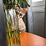 cat, kitten, animal, pet, face, eyes, ears, whiskers, fur, peeking, curious, hiding, vase, flowers, plants, leaves, glass, wooden_table, window, indoors