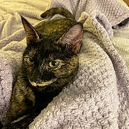 Nola joined the competition — help win amazing prizes! cat, tortoiseshell, pet, animal, feline, blanket, purple, soft, cozy, indoor, relaxed, fur, whiskers, ears, tail, bedroom, texture, comfort, resting, closeup