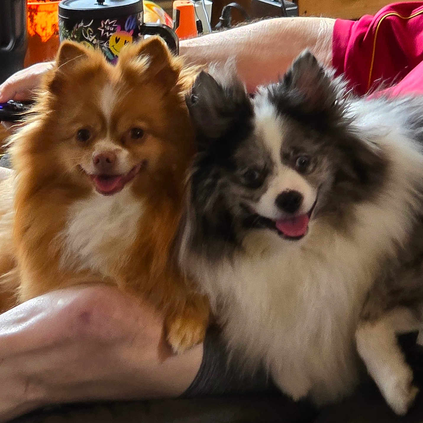Twinkie And Dunkin joined the competition — help win amazing prizes! arm, companion, couch, cute, dog, domestic_animal, fluffy, fur, happy, household, indoor, lap, person, pet, pomeranian, relaxed, remote_control, resting, smiling, tongue_out