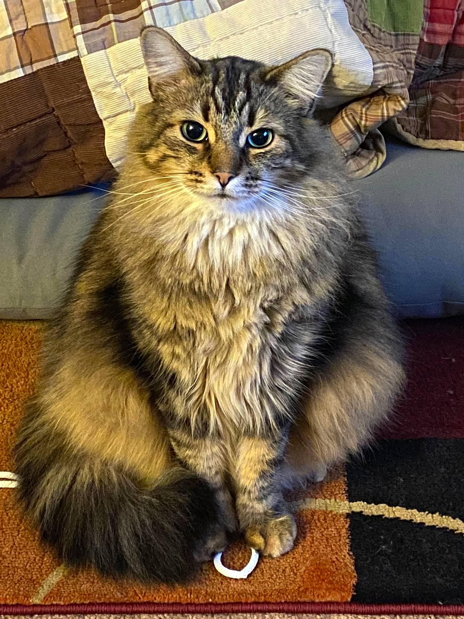 Tidus joined the competition — help win amazing prizes! carnivore, cat, claw, domestic_short_haired_cat, felidae, flowerpot, fur, maine_coon, sitting, small_to_medium_sized_cats, snout, tail, terrestrial_animal, whiskers, wildlife