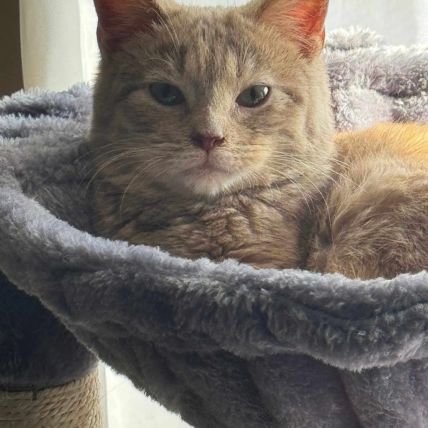 Sammy joined the competition — help win amazing prizes! abyssinian, animal, basket, blanket, cat, couch, face, furniture, head, homedecor, kitten, laundry, linen, manx, person, pet, photography, portrait, quilt, towel