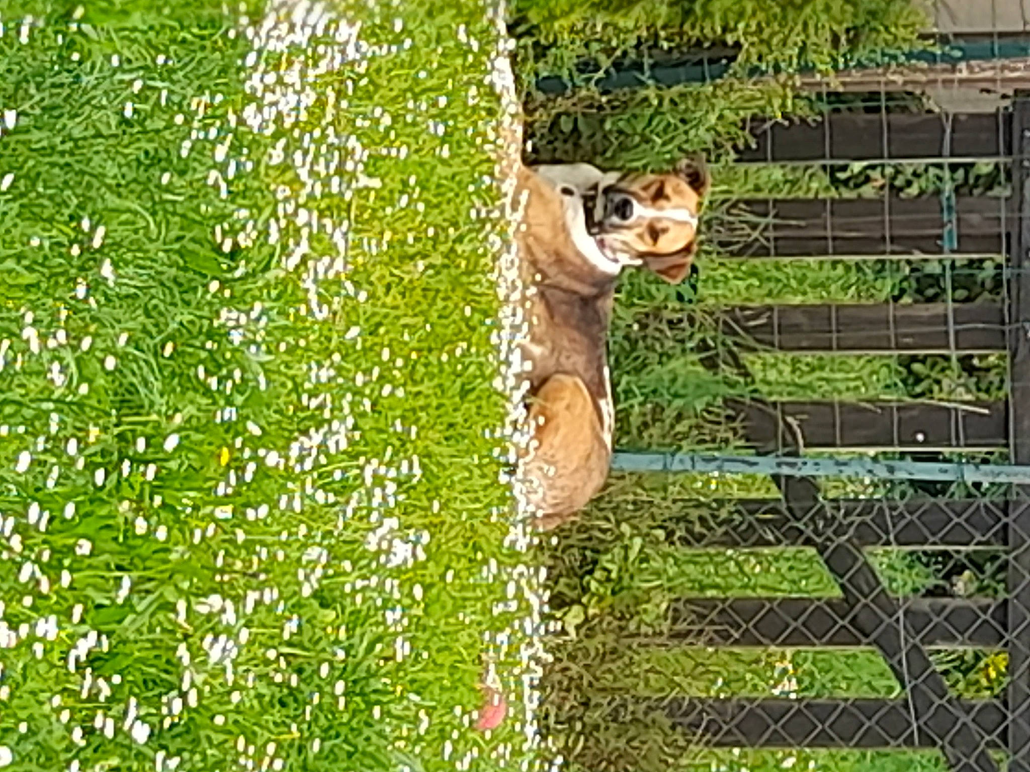 Rubby a rejoint le concours — aidez-le/la à gagner de superbes lots ! carnivore, companion_dog, dog, dog_breed, fawn, fence, grass, grass_family, grassland, groundcover, leisure, mesh, pasture, people_in_nature, plant, sporting_group, tail, terrestrial_animal, tree, wood