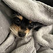 Chita-Jessie joined the competition — help win amazing prizes! dog, blanket, cozy, pet, fur, face, animal, indoor, cute, wrapped, soft, closeup, small_dog, black_fur, brown_fur, nose, eyes, texture, comfort, resting