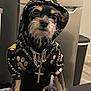 dog, hoodie, gold_chain, cross_pendant, paw_prints, black_clothing, small_dog, indoor, furniture, trash_bin, pet, accessory, portrait, scruffy_fur, close_up, fashion, cute, animal, canine, stylish