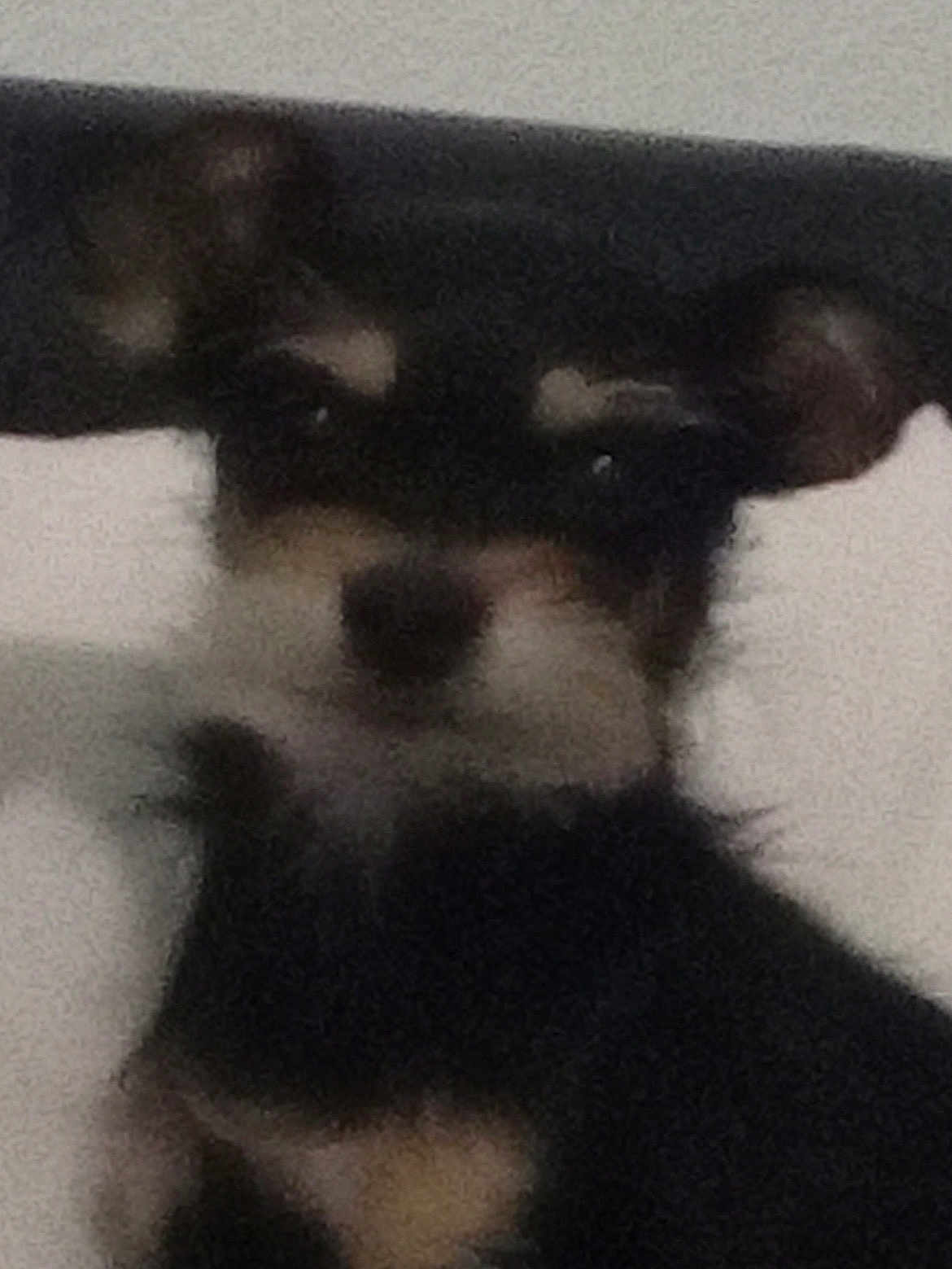 Chita-Jessie joined the competition — help win amazing prizes! dog, pet, animal, closeup, ears, black_fur, tan_fur, curious, indoor, portrait, face, small_dog, canine, domestic_animal, furry, snout, whiskers, looking, head, background