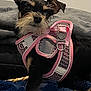 Chita-Jessie is registered to the contest to win money with this photo: dog, small_dog, pet, pink_harness, blanket, fur, indoor, cute, animal, canine, resting, cozy, beard, black_and_tan, ears, looking, lying_down, domestic_animal, furry, young_dog