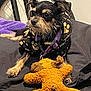 dog, small_dog, hoodie, black_hoodie, gold_paw_prints, purple_collar, stuffed_toy, orange_toy, bicycle_wheel, blanket, indoor, pet, lying_down, black_fur, brown_fur, toy, fabric, closeup, cute, animal