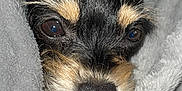 Chita-Jessie joined the competition — help win amazing prizes! dog, close_up, blanket, cozy, black_and_tan, small_dog, fur, face, snuggled, soft_texture, pet, animal, indoors, resting, cute, ears, nostrils, whiskers, comfort, warm