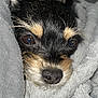 dog, close_up, blanket, cozy, black_and_tan, small_dog, fur, face, snuggled, soft_texture, pet, animal, indoors, resting, cute, ears, nostrils, whiskers, comfort, warm