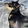 Chita-Jessie is registered to the contest to win money with this photo: dog, pet, blanket, fur, black, brown, side_view, indoors, cozy, resting, carpet, pattern, small_dog, animal, canine, relaxed, soft_texture, domestic, companion, cute