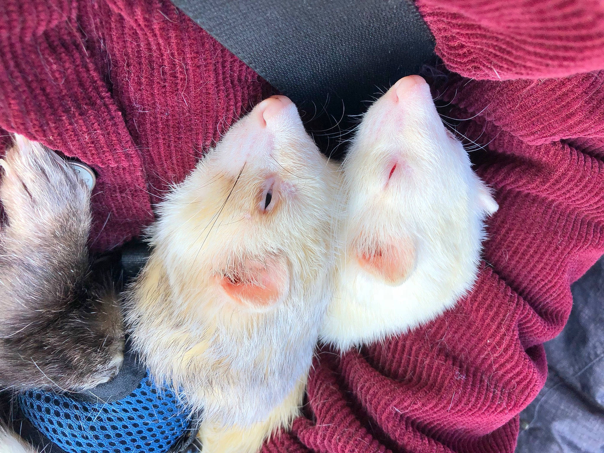 London participe au concours pour gagner de l'argent avec cette photo : cat, claw, fawn, ferret, fur, hamster, paw, whiskers