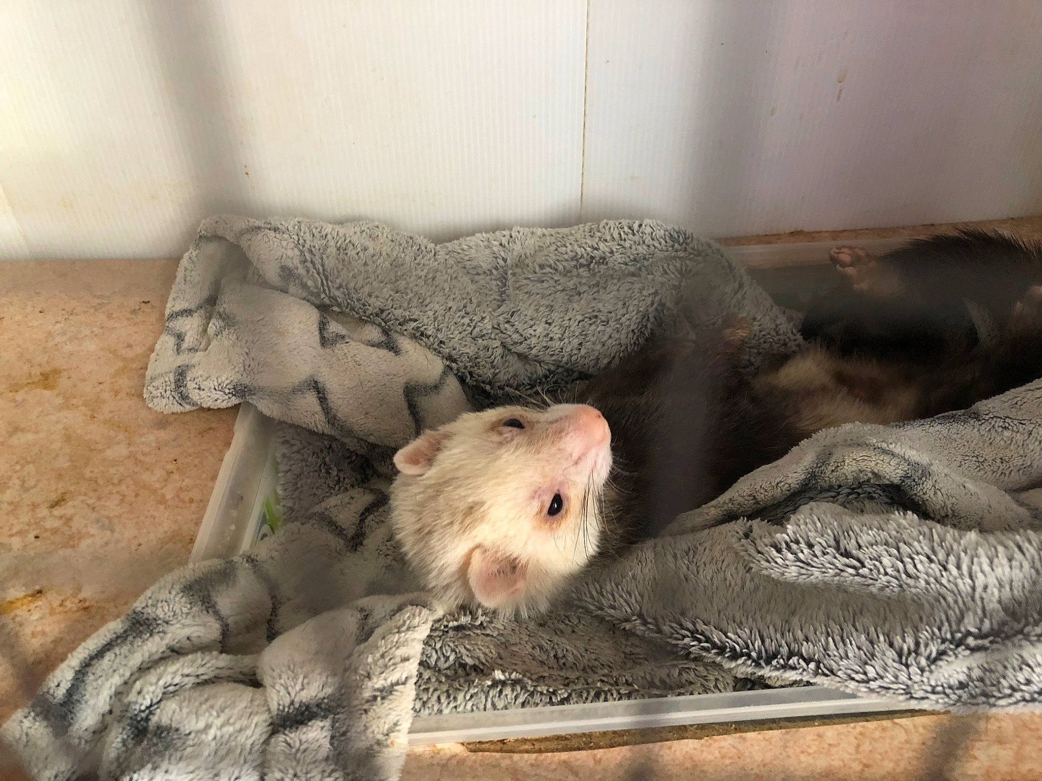 London a rejoint le concours — aidez-le/la à gagner de superbes lots ! chinchilla, dormouse, fawn, gerbil, hamster, mammal, mouse, muridae, muroidea, rat, rodent, snout