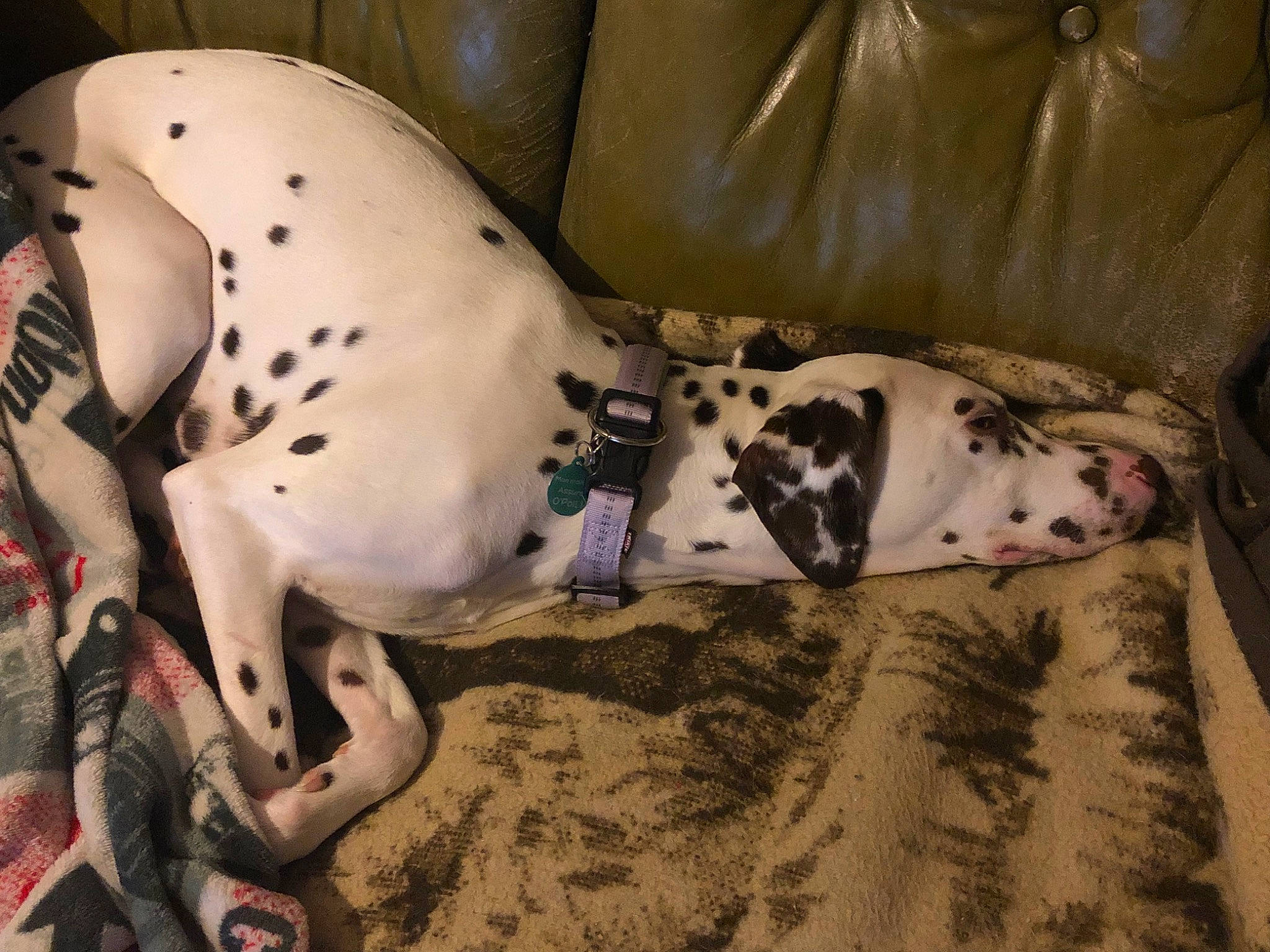 Magie a rejoint le concours — aidez-le/la à gagner de superbes lots ! canidae, carnivore, dalmatian, dog, dog_breed, fawn, non_sporting_group, pointer, sporting_group