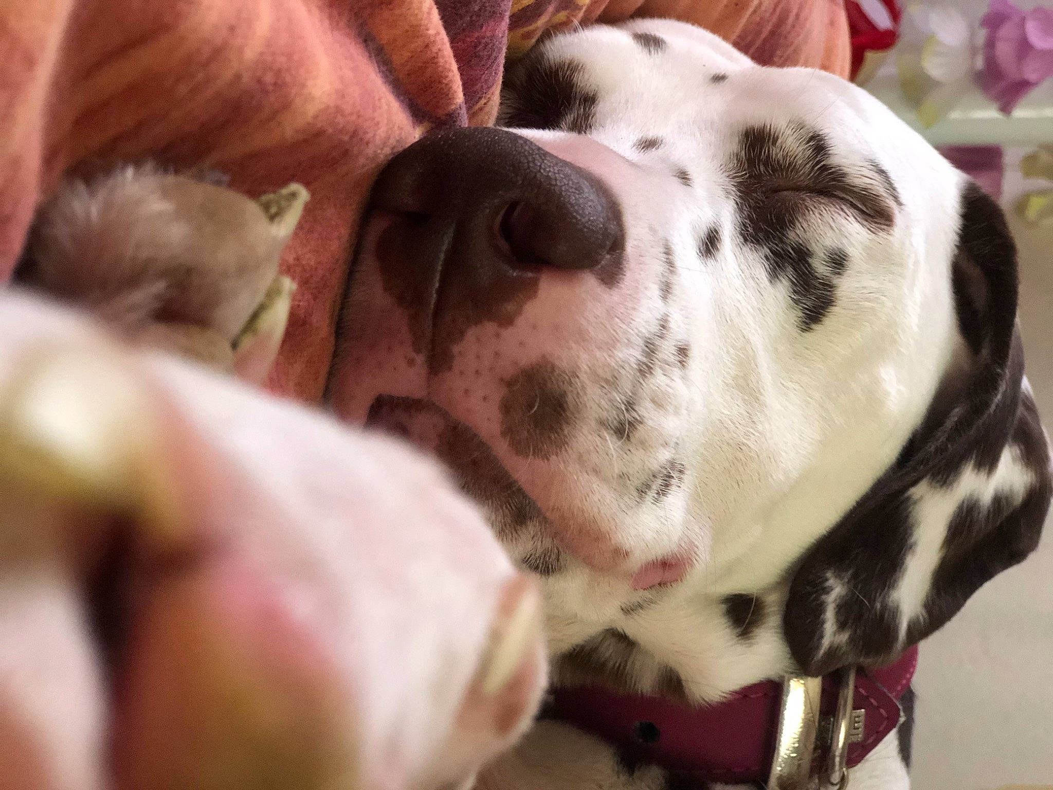 Magie a rejoint le concours — aidez-le/la à gagner de superbes lots ! american_bulldog, canidae, carnivore, companion_dog, dalmatian, dog, dog_breed, ear, fawn, great_dane, mammal, non_sporting_group, puppy, puppy_love, snout, sporting_group