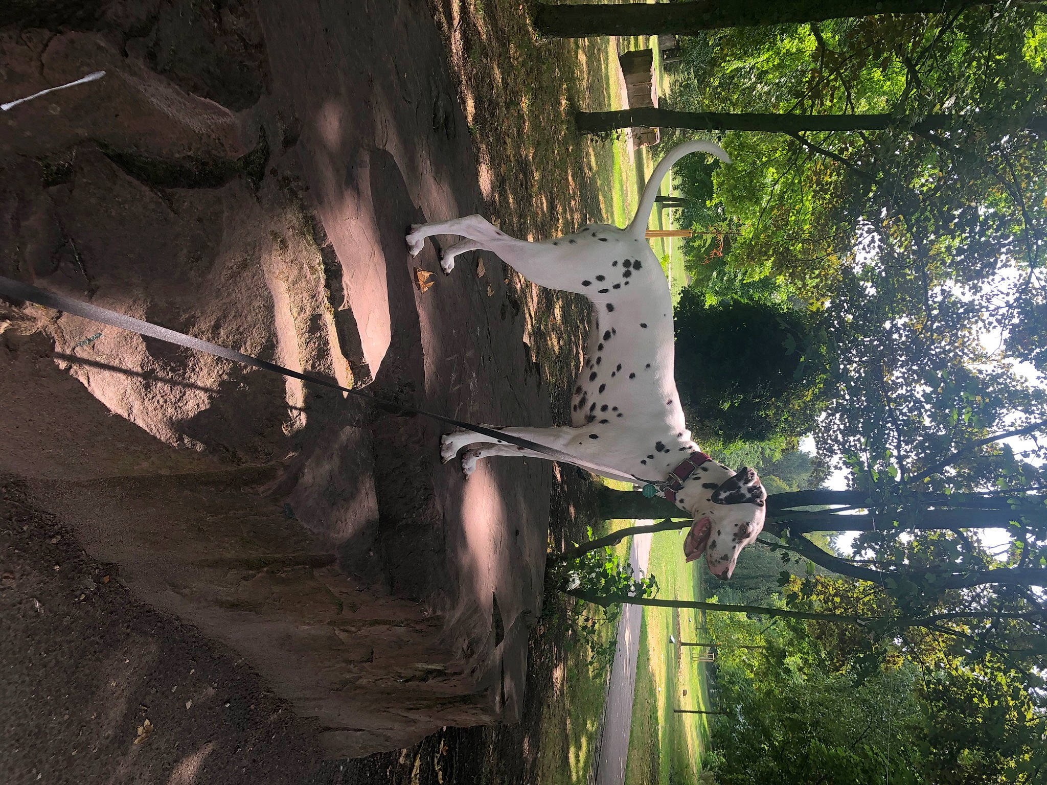 Magie a rejoint le concours — aidez-le/la à gagner de superbes lots ! branch, plant, sunlight, tree, trunk, water