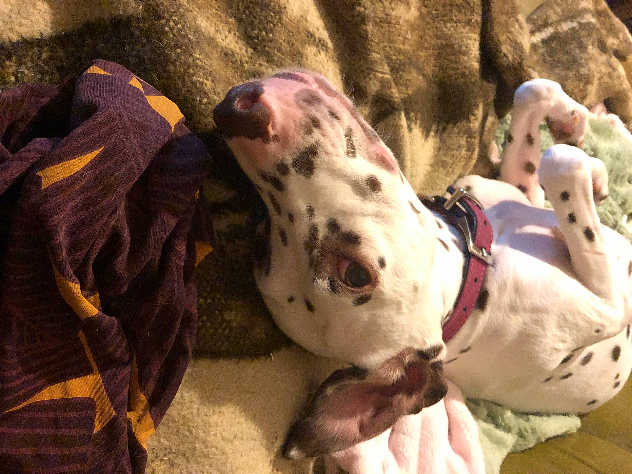 Magie participe au concours pour gagner de l'argent avec cette photo : american_bulldog, canidae, carnivore, dalmatian, dog, dog_breed, fawn, great_dane, non_sporting_group, snout, sporting_group