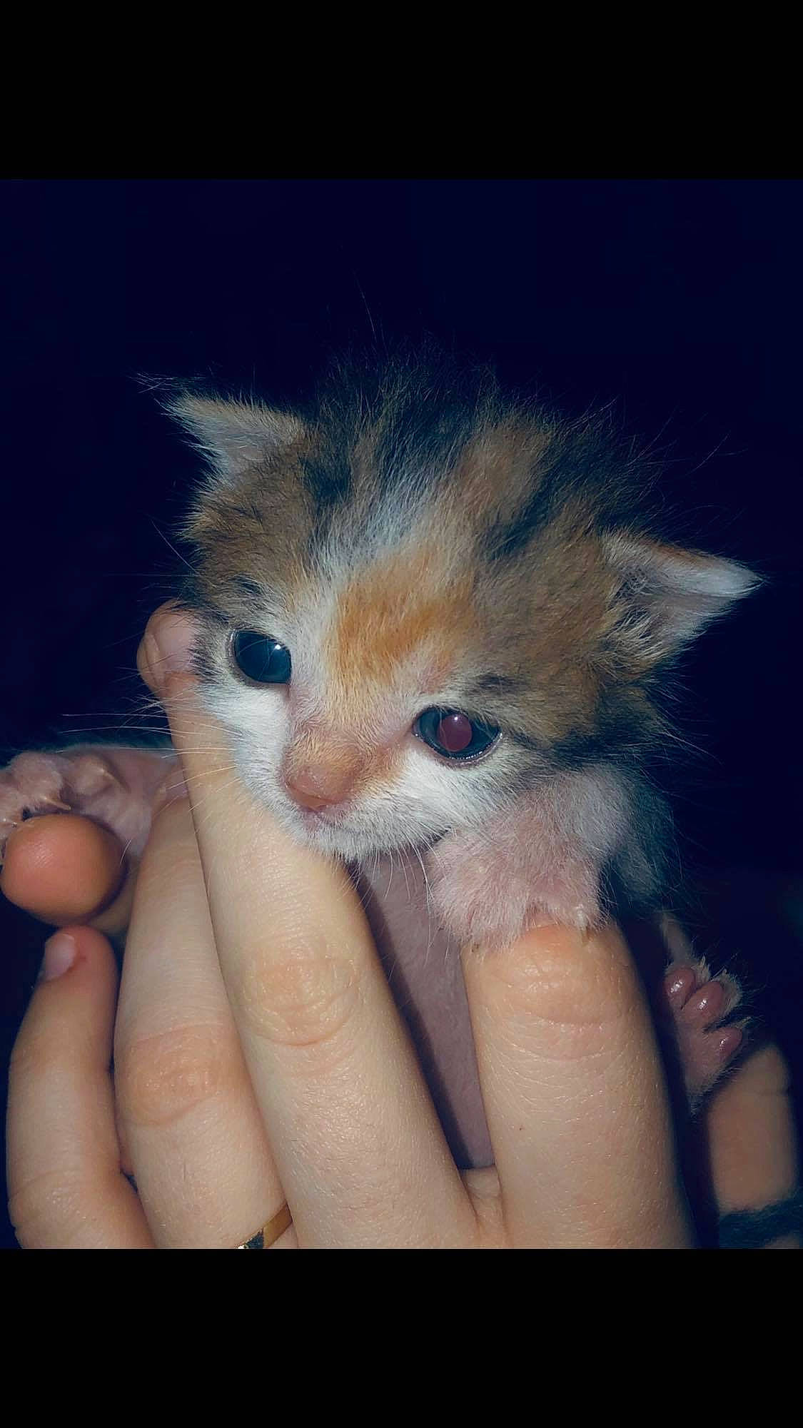 Flicker participe au concours pour gagner de l'argent avec cette photo : asian, carnivore, cat, domestic_short_haired_cat, eye, fawn, felidae, finger, fur, gesture, hand, iris, kitten, laperm, mammal, ojos_azules, polydactyl_cat, skin, small_to_medium_sized_cats, whiskers