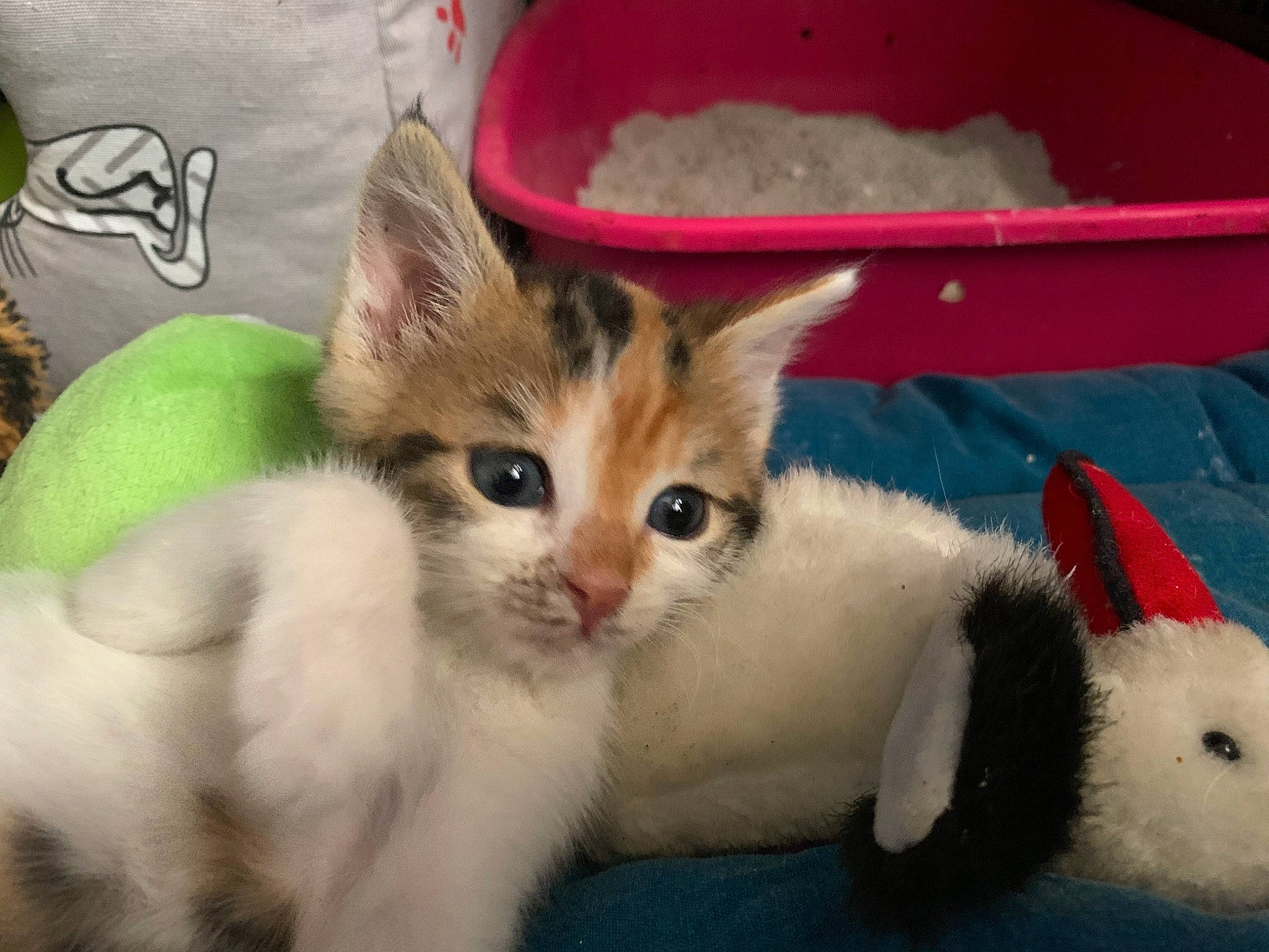 Flicker participe au concours pour gagner de l'argent avec cette photo : aegean_cat, american_wirehair, asian, carnivore, cat, colorpoint_shorthair, domestic_short_haired_cat, european_shorthair, felidae, german_rex, japanese_bobtail, kitten, mammal, polydactyl_cat, ragamuffin, small_to_medium_sized_cats, tail, turkish_van, vertebrate, whiskers