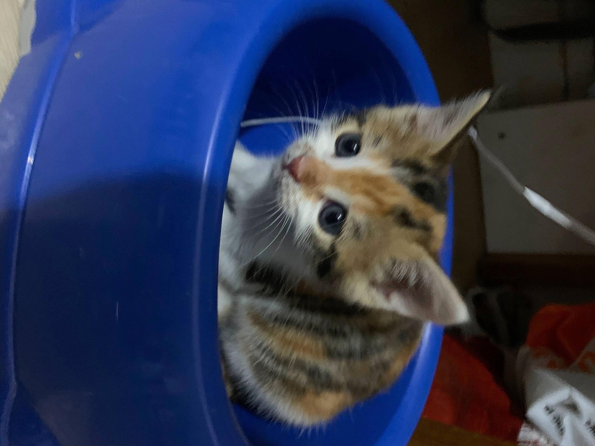 Flicker a rejoint le concours — aidez-le/la à gagner de superbes lots ! aegean_cat, american_shorthair, animal_shelter, asian, carnivore, cat, domestic_short_haired_cat, dragon_li, european_shorthair, fawn, felidae, kitten, mammal, small_to_medium_sized_cats, snout, tabby_cat, whiskers