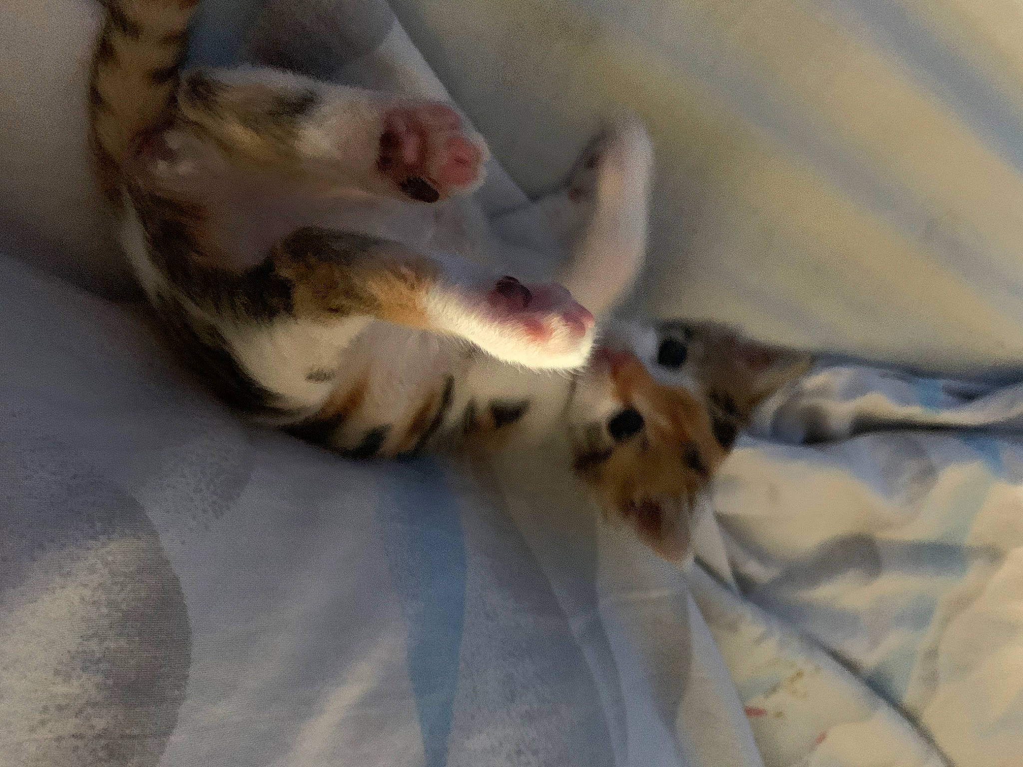 Flicker participe au concours pour gagner de l'argent avec cette photo : canidae, carnivore, cat, dog_breed, fawn, felidae, kitten, paw, singapura, sporting_group, whiskers