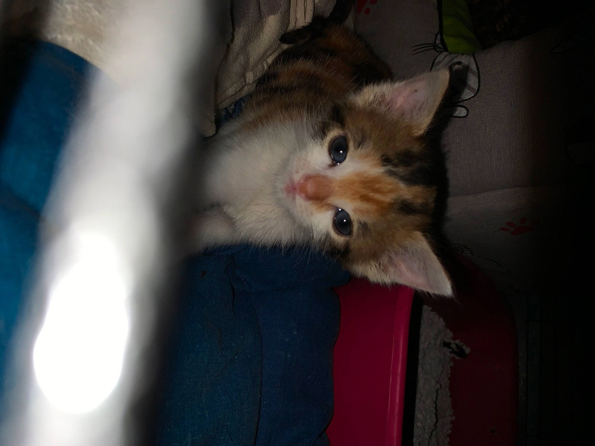 Flicker participe au concours pour gagner de l'argent avec cette photo : aegean_cat, asian, carnivore, cat, domestic_long_haired_cat, domestic_short_haired_cat, european_shorthair, eye, felidae, fur, iris, kitten, mammal, norwegian_forest_cat, ragamuffin, siberian, small_to_medium_sized_cats, snapshot, vertebrate, whiskers