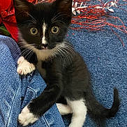 Precious joined the competition — help win amazing prizes! animal, black_and_white, carpet, cat, claws, curious, cute, denim, floor, fur, indoor, jeans, kitten, paw, pet, playful, red_decorations, whiskers, wide_eyes, young_animal