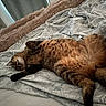 animal, bed, bedding, blanket, cat, comfort, cozy, cute, domestic, feline, fluffy, fur, indoor, mammal, patterned, pet, relaxed, resting, sleeping, tabby