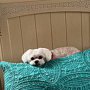Lilly joined the competition — help win amazing prizes! animal, bed, carved_wood, collar, cozy, cute, dog, domestic_animal, fur, home, indoor, pet, pillow, relaxed, resting, sleepy, small_dog, teal_pillow, white_dog, wooden_headboard