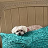 animal, bed, carved_wood, collar, cozy, cute, dog, domestic_animal, fur, home, indoor, pet, pillow, relaxed, resting, sleepy, small_dog, teal_pillow, white_dog, wooden_headboard