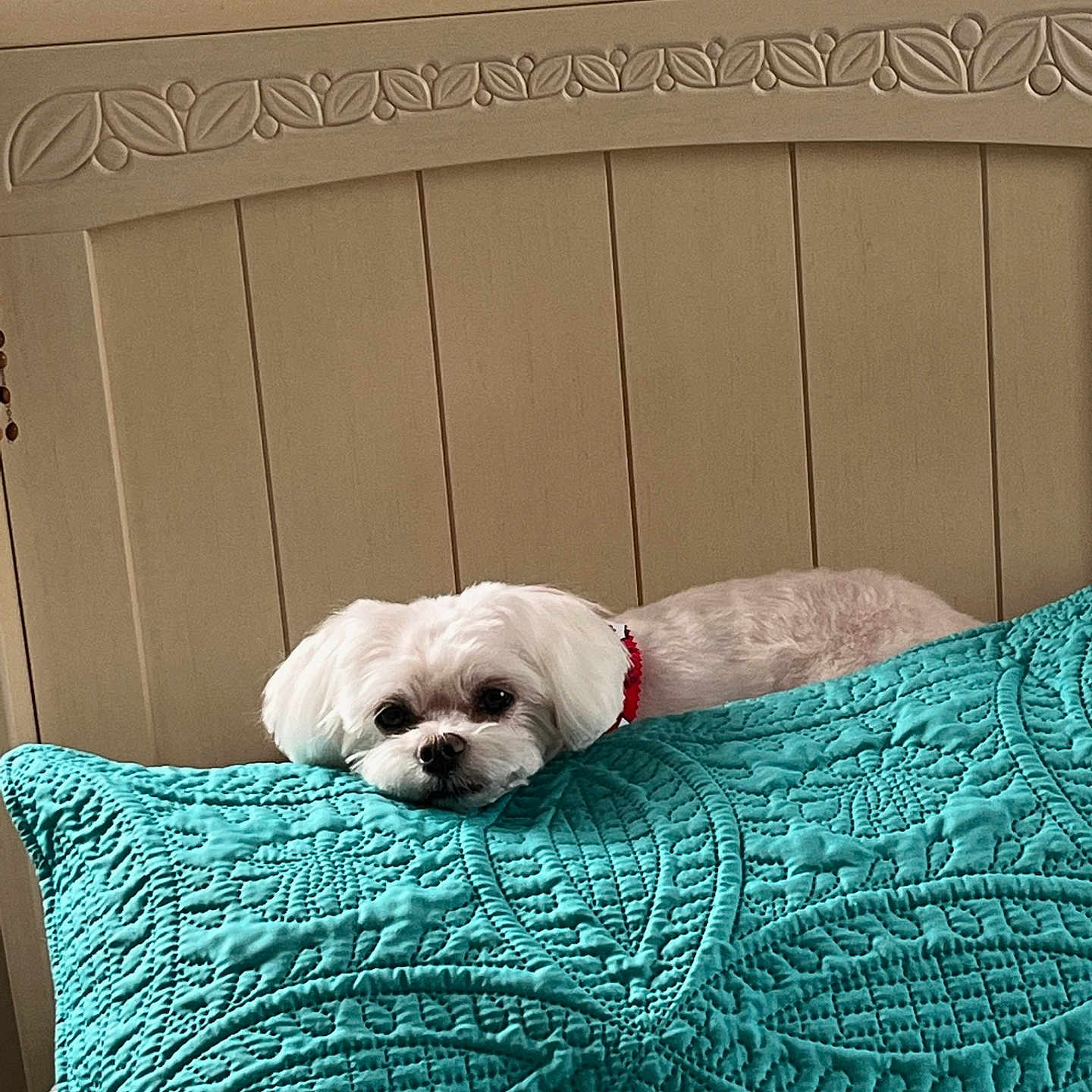Lilly
