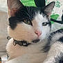 Pitchou participe au concours pour gagner de l'argent avec cette photo : cat, black_and_white, close_up, pet, animal, feline, collar, pink_nose, whiskers, ears, fur, indoor, relaxed, portrait, cute, domestic_cat, laying_down, calm, green_background, soft_light