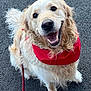 dog, golden_retriever, pet, red_bandana, leash, smiling, canine, fur, sitting, outdoor, happy, closeup, mammal, animal, friendly, portrait, cute, domestic_animal, paw, black_nose