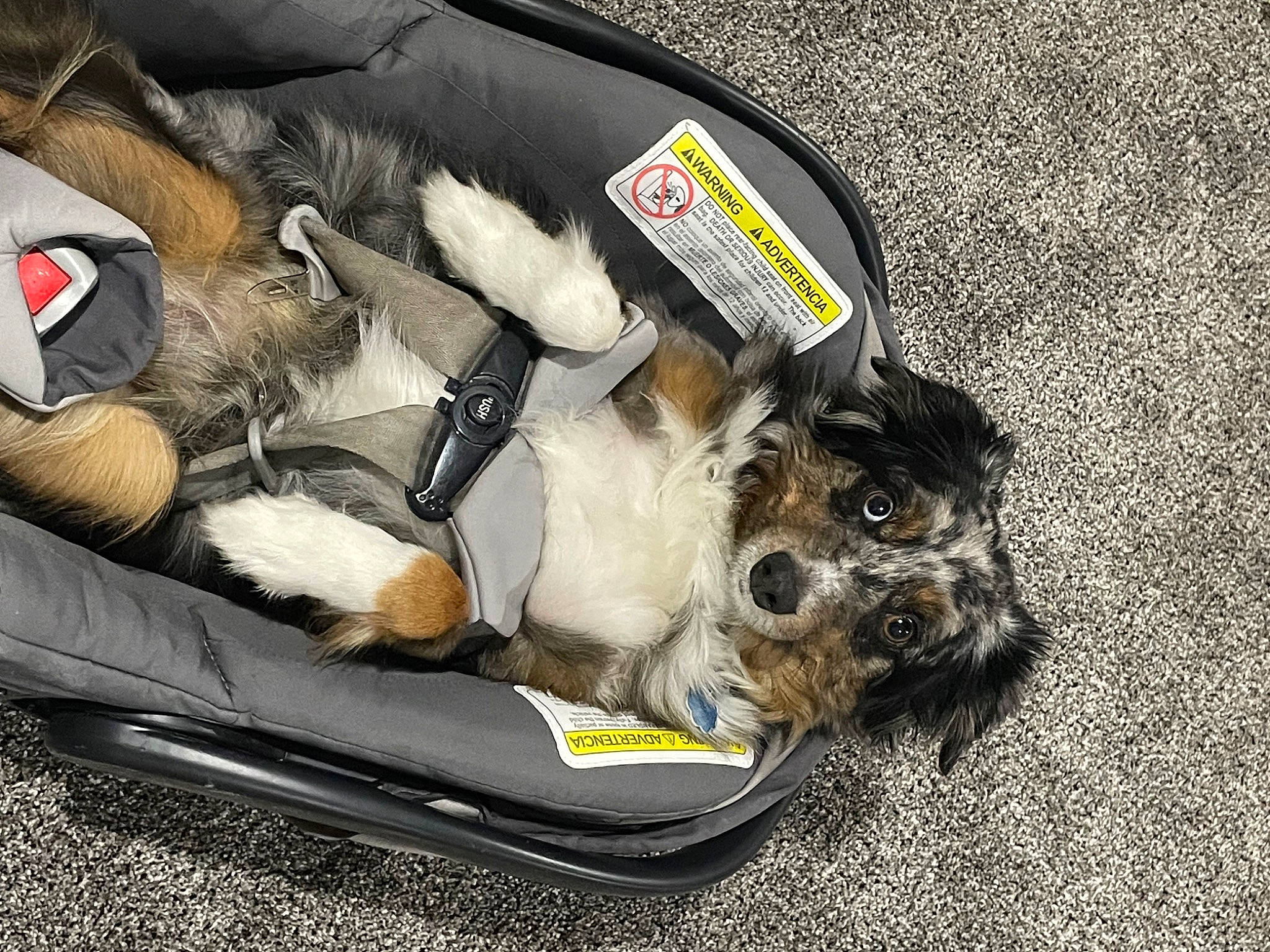 Tank joined the competition — help win amazing prizes! auto_part, bag, baggage, canidae, car_seat, carnivore, collar, companion_dog, dog, dog_breed, dog_supply, fashion_accessory, fur, leash, luggage_and_bags, paw, pet_supply, snout, sporting_group, suitcase