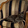cat, gray_cat, armchair, striped_upholstery, ornate_wood, vintage_chair, cushion, whiskers, yellow_eyes, relaxed, indoor, pet, furniture, portrait, cozy, window, living_room, seat, padding, decorative_nails