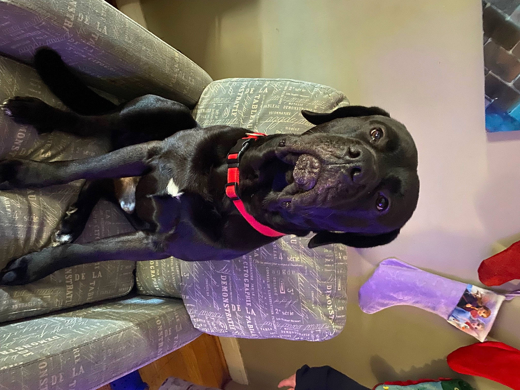 Link joined the competition — help win amazing prizes! auto_part, canidae, carnivore, collar, comfort, companion_dog, dog, dog_breed, dog_collar, fur, guard_dog, leash, magenta, personal_protective_equipment, purple, sporting_group, vehicle_door, working_animal