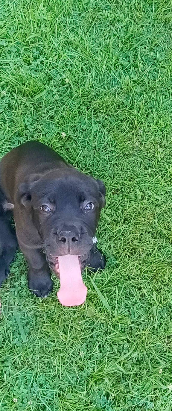 Link joined the competition — help win amazing prizes! borador, canidae, carnivore, collar, companion_dog, dog, dog_breed, dog_collar, event, fawn, grass, groundcover, gun_dog, liver, plant, snout, sporting_group, terrestrial_animal, whiskers, working_animal