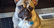 Tinker is registered to the contest to win money with this photo: dog, french_bulldog, pet, indoor, floor, rug, ear, brown, white_chest, tile_floor, cabinet, curious, sitting, animal, companion, canine, domestic, portrait, paw, indoor_lighting